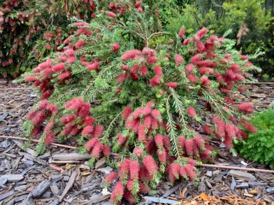 callistemon-betka-beauty-1