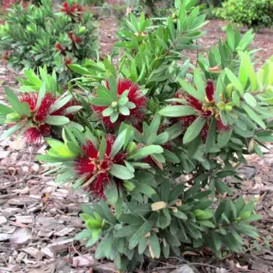 callistemon-better-john-