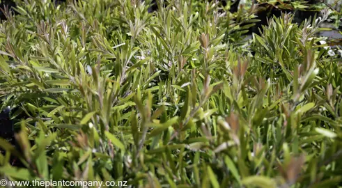 callistemon-candy-floss--3