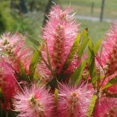 callistemon-candy-floss--4