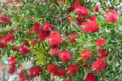 callistemon-citrinus-