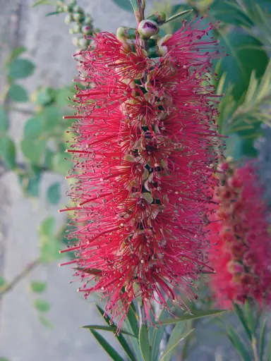 Callistemon forresterae red flower cluster.