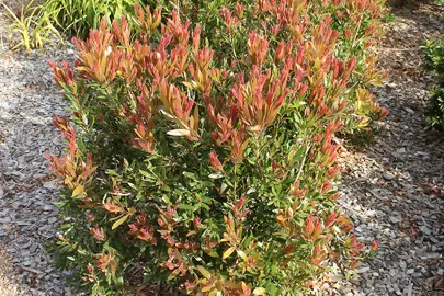 callistemon-red-alert-2