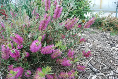 Callistemon Rosy Morn shrub with masses of pink flowers.