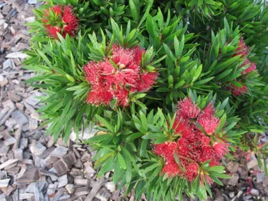 callistemon-green-john-