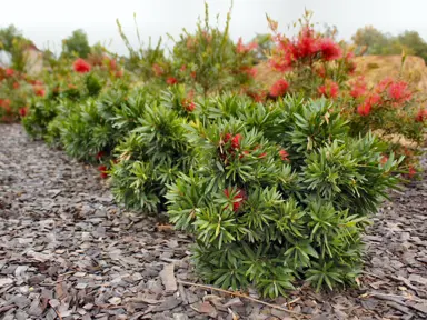 callistemon-green-john-2