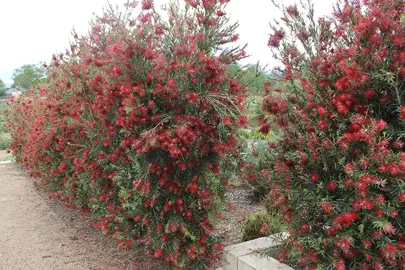 callistemon-slim-