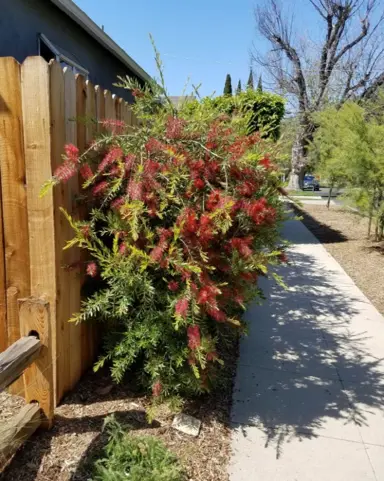 callistemon-slim-2