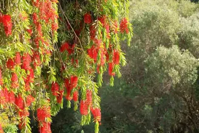 callistemon-viminalis-