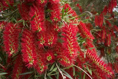 callistemon-viminalis-1