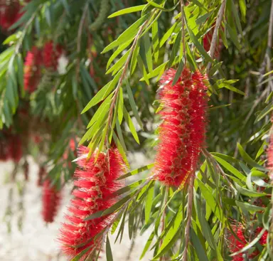 callistemon-viminalis-2