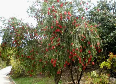 callistemon-viminalis-3