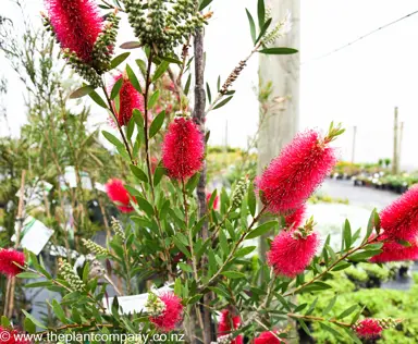 callistemon-western-glory--1