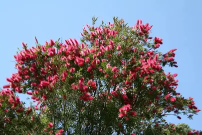 callistemon-western-glory--2