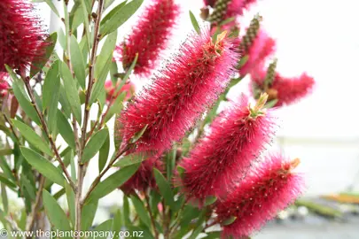 callistemon-western-glory--3