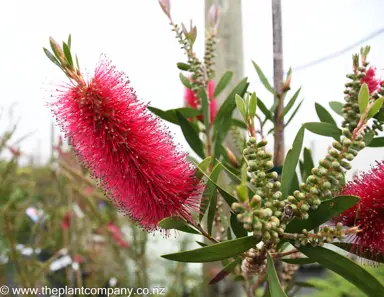 callistemon-western-glory-