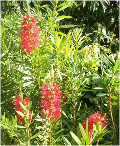 callistemon-citrinus-red-cluster-