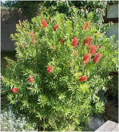 callistemon-citrinus-red-cluster-2