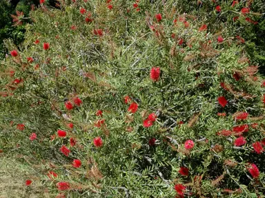 callistemon-firebrand-2