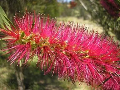 callistemon-forresterae-genoa-glory-