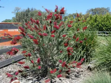 callistemon-forresterae-genoa-glory-5