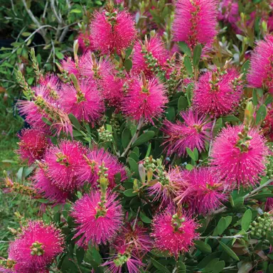 callistemon-hot-pink-