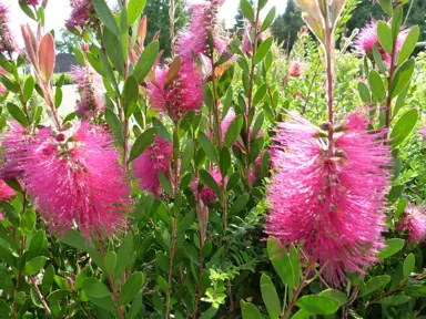 callistemon-hot-pink-1