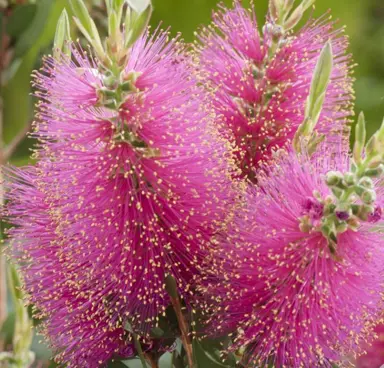 callistemon-hot-pink-2