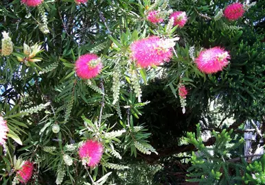 callistemon-john-mashlan-2