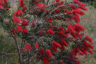 callistemon-kings-park-special-1