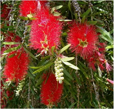 callistemon-kings-park-special-2