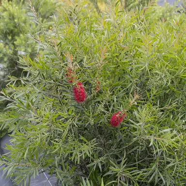 callistemon-kings-park-special-7