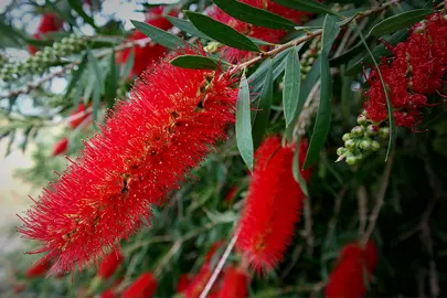 callistemon-kings-park-special-8