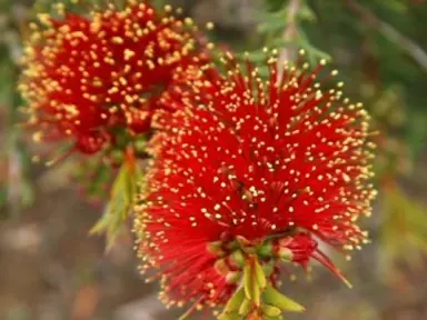 callistemon-pearsonii-rocky-rambler-