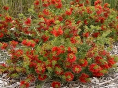 callistemon-pearsonii-rocky-rambler-1