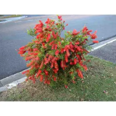 callistemon-captain-cook-2
