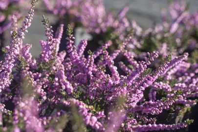 Calluna 'Annabel' plants with masse of small, pink flowers.