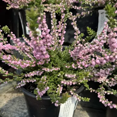 A Calluna 'Annabel' plant in a pot.