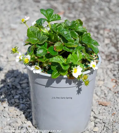 'Camarosa' Strawberry plant for sale at The Plant Company nursery.
