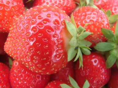 'Camarosa' Strawberry fruit.