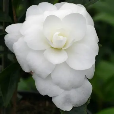 camellia-early-pearly-