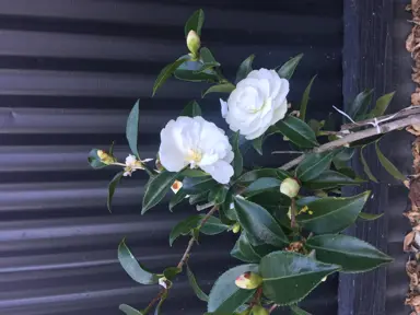 camellia-early-pearly-1