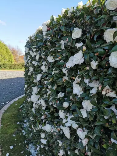 camellia-early-pearly-2