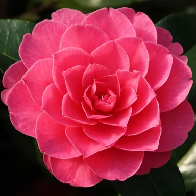 camellia-adorable-1