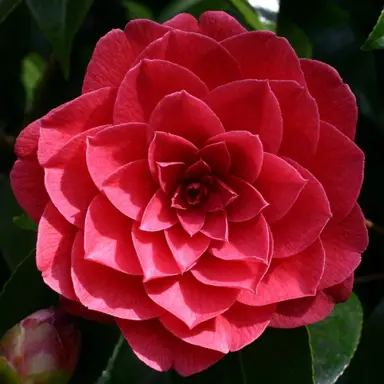 camellia-black-lace-