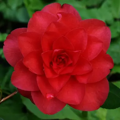 camellia-black-tie-