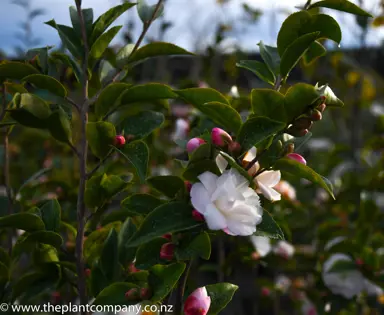 camellia-cinnamon-cindy-1