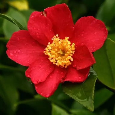 camellia-crimson-king-