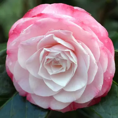 camellia-desire-