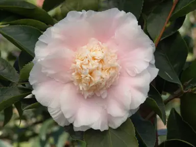 camellia-elegans-splendor-